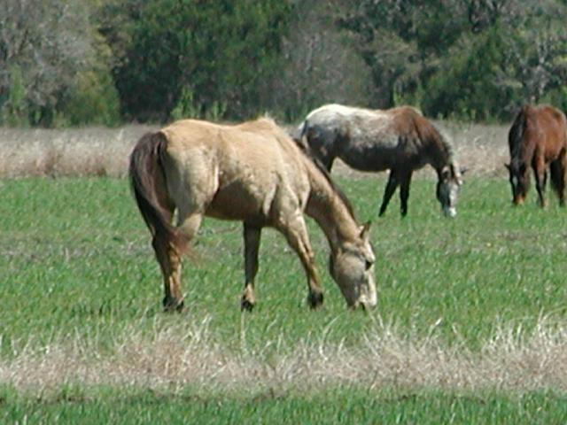 Georgetown, Texas - April 2003