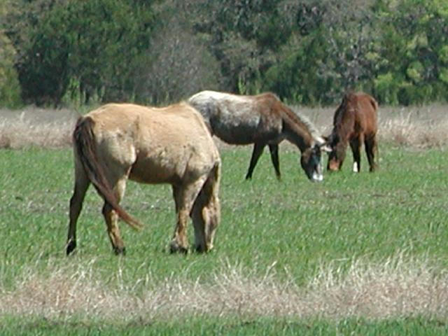 Georgetown, Texas - April 2003
