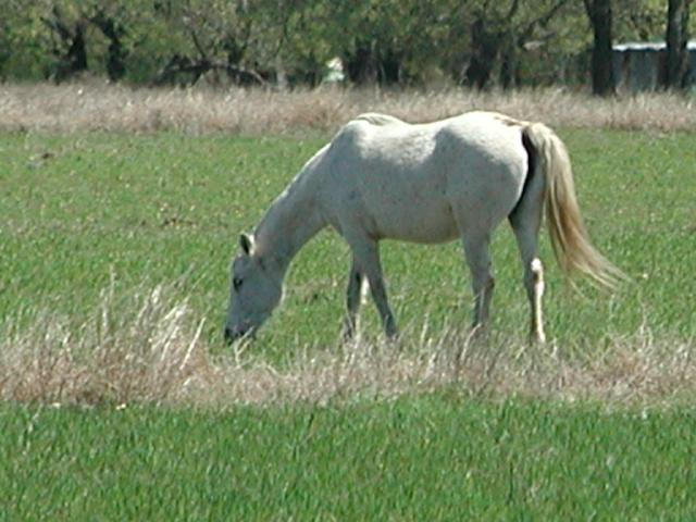 Georgetown, Texas - April 2003