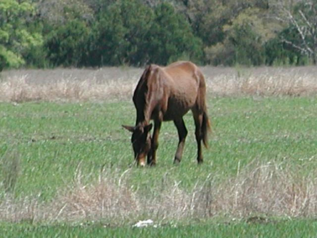 Georgetown, Texas - April 2003