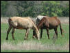 Georgetown, Texas - April 2003