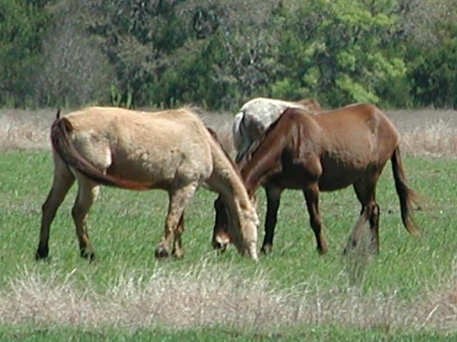 Georgetown, Texas - April 2003
