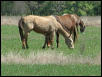 Georgetown, Texas - April 2003
