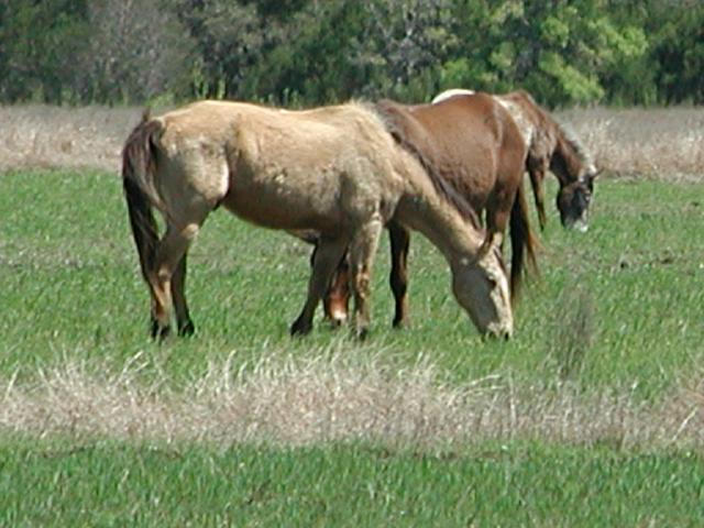 Georgetown, Texas - April 2003