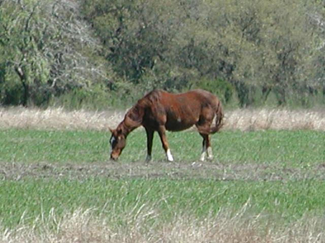Georgetown, Texas - April 2003