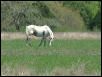 Georgetown, Texas - April 2003