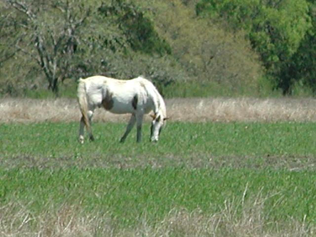 Georgetown, Texas - April 2003