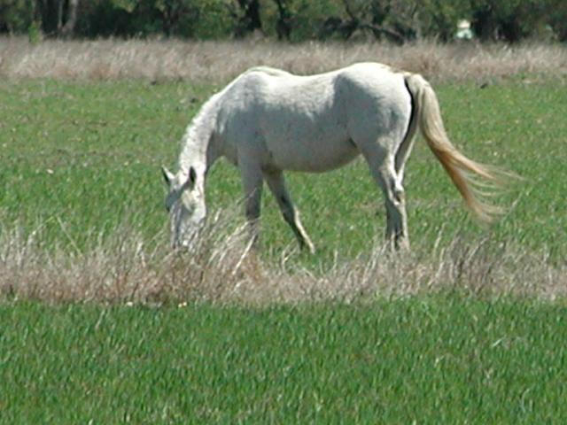 Georgetown, Texas - April 2003