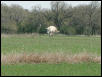Georgetown, Texas - April 2003