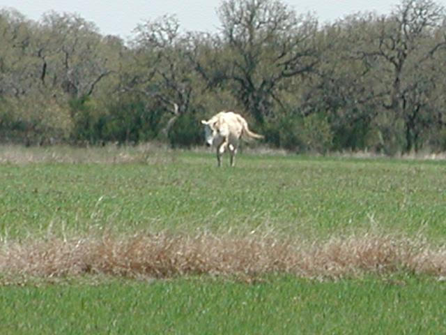 Georgetown, Texas - April 2003