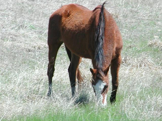 Georgetown, Texas - April 2003