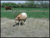 Georgetown, Texas - April 2003