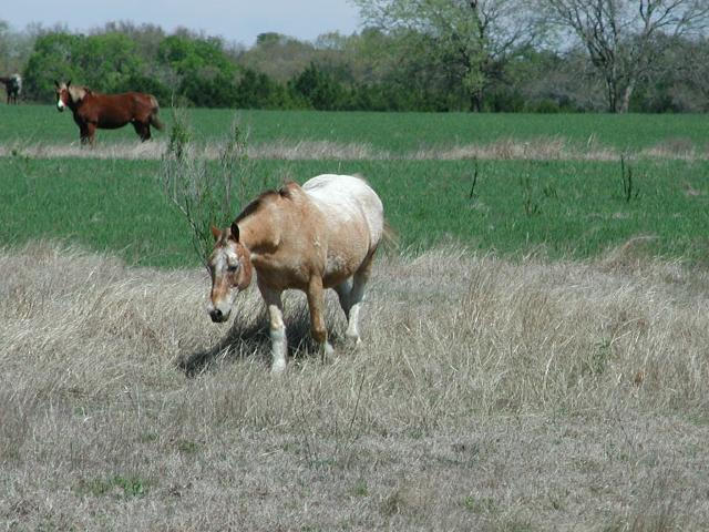 Georgetown, Texas - April 2003