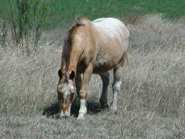 Georgetown, Texas - April 2003