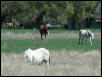 Georgetown, Texas - April 2003