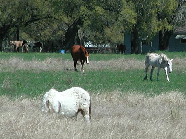 Georgetown, Texas - April 2003