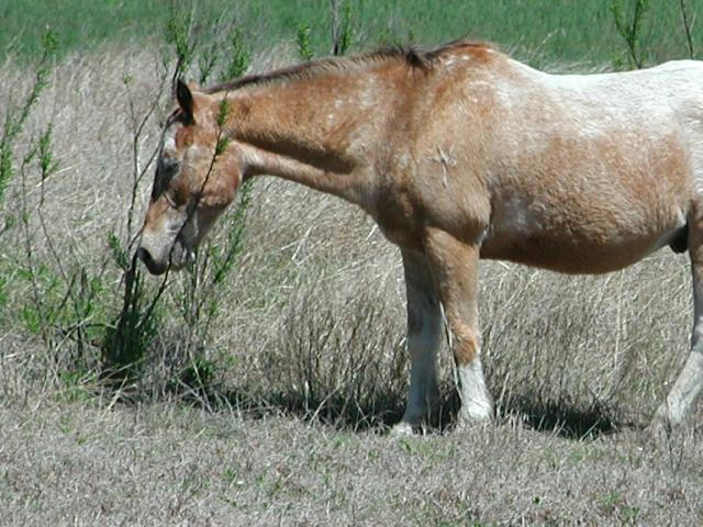 Georgetown, Texas - April 2003