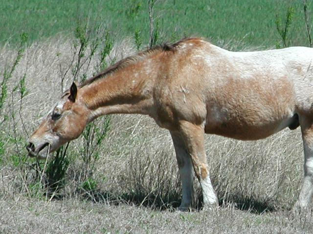 Georgetown, Texas - April 2003