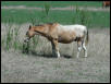 Georgetown, Texas - April 2003