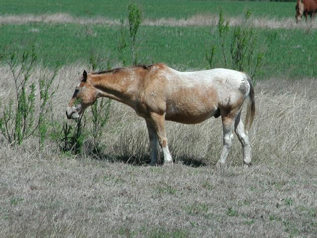 Georgetown, Texas - April 2003