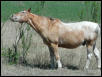 Georgetown, Texas - April 2003