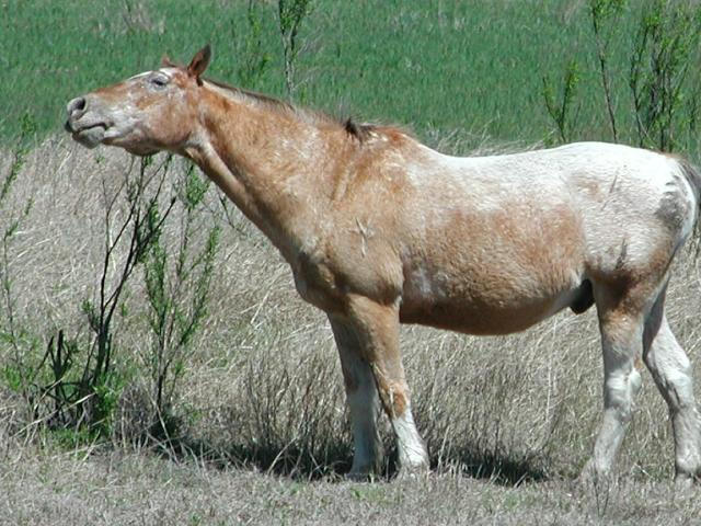 Georgetown, Texas - April 2003