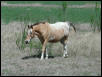 Georgetown, Texas - April 2003