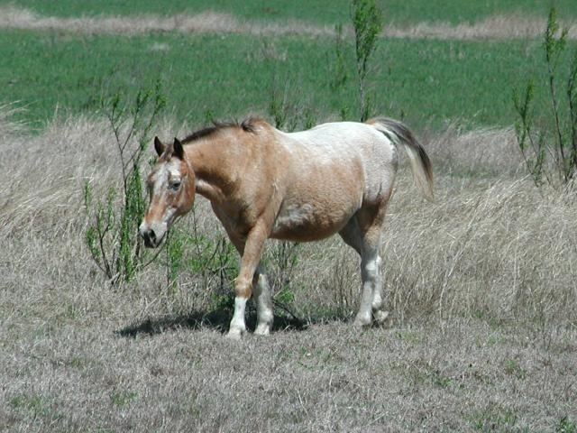 Georgetown, Texas - April 2003