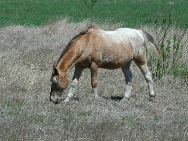 Georgetown, Texas - April 2003