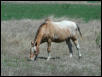 Georgetown, Texas - April 2003