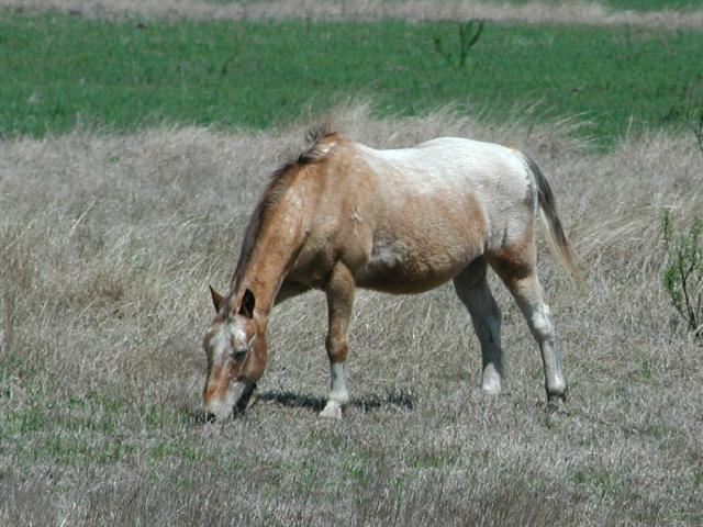 Georgetown, Texas - April 2003