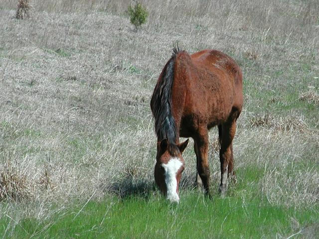Georgetown, Texas - April 2003