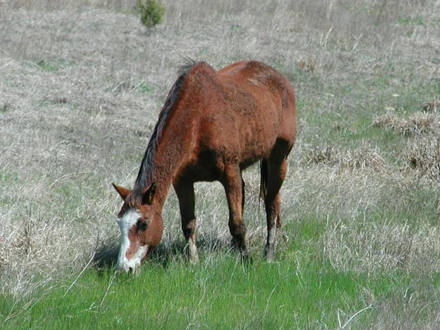 Georgetown, Texas - April 2003