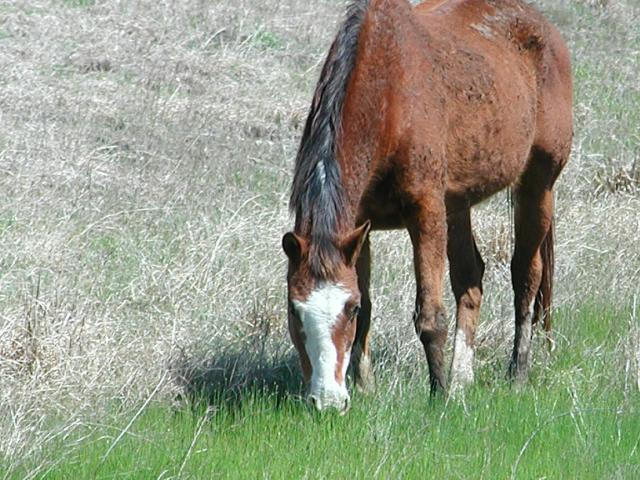 Georgetown, Texas - April 2003