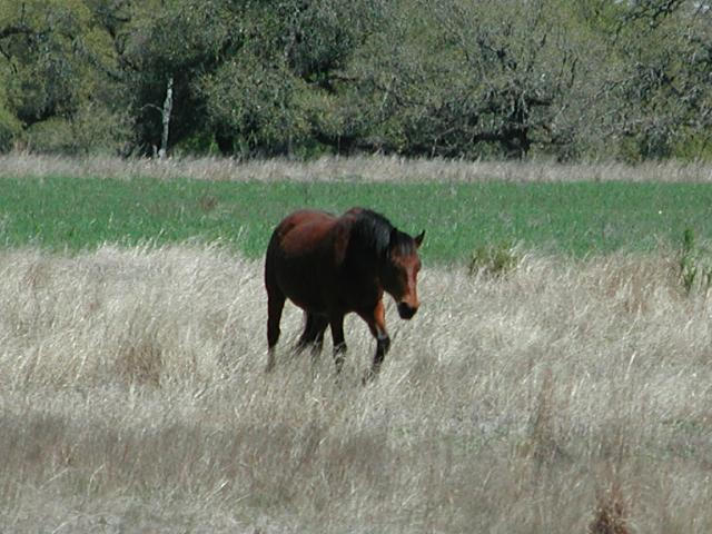 Georgetown, Texas - April 2003
