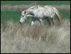 Georgetown, Texas - April 2003