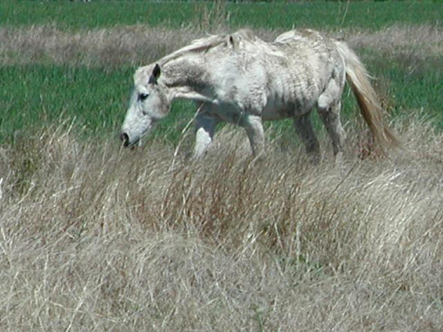 Georgetown, Texas - April 2003
