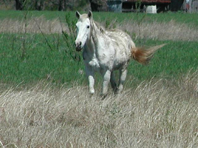 Georgetown, Texas - April 2003