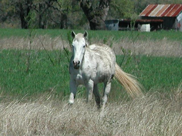 Georgetown, Texas - April 2003