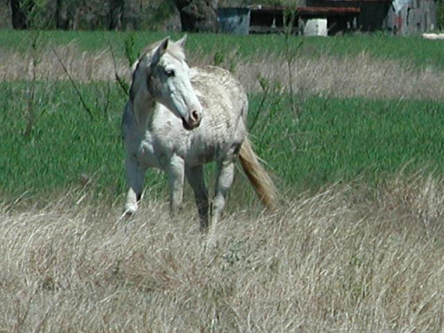 Georgetown, Texas - April 2003
