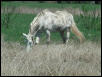 Georgetown, Texas - April 2003