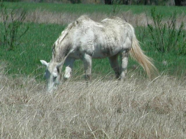 Georgetown, Texas - April 2003