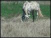 Georgetown, Texas - April 2003
