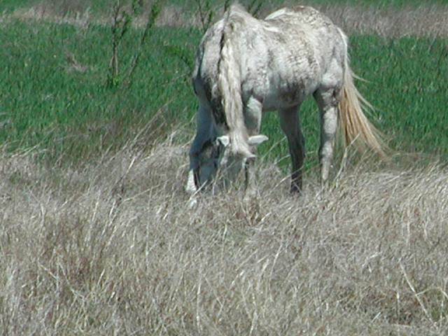 Georgetown, Texas - April 2003