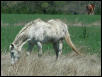 Georgetown, Texas - April 2003