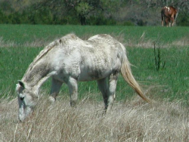 Georgetown, Texas - April 2003