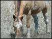 Georgetown, Texas - April 2003