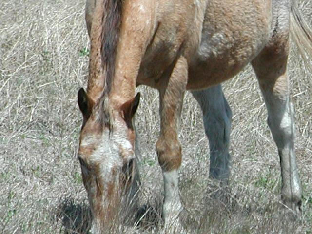 Georgetown, Texas - April 2003