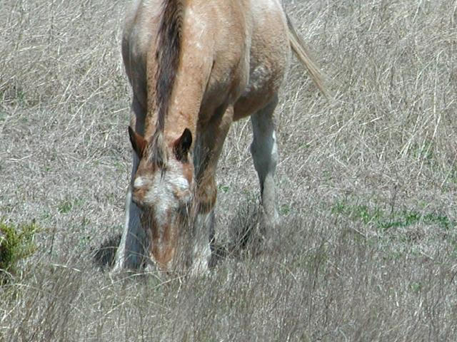 Georgetown, Texas - April 2003