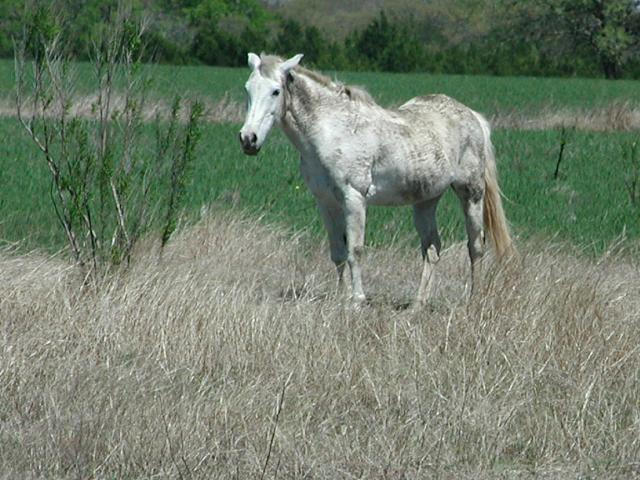 Georgetown, Texas - April 2003